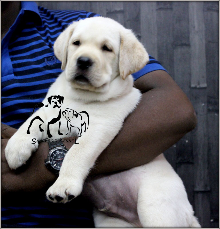 Image of Labrador posted on 2022-08-22 04:07:05 from mumbai